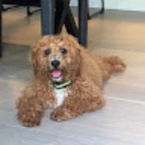 Meet your Posher, Halle